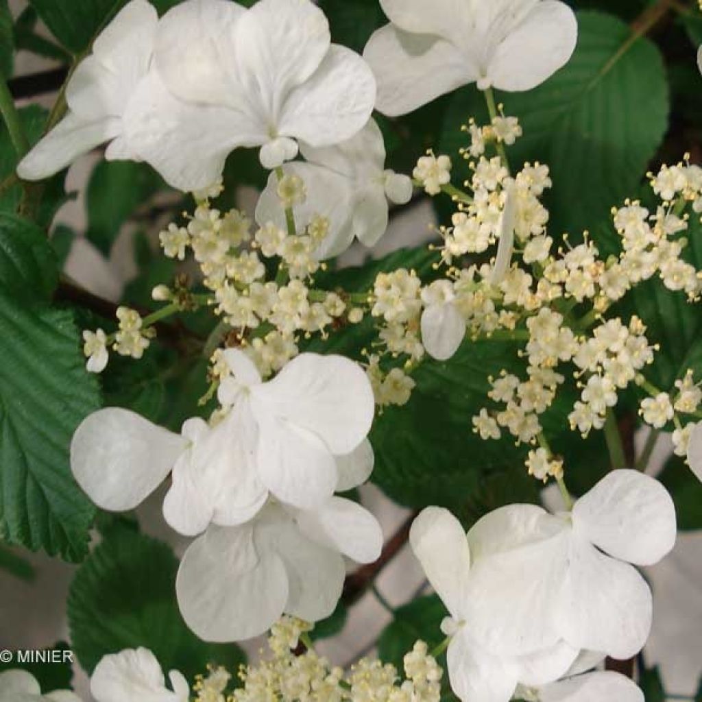 Japanischer Schneeball Mariesii Great Star - Viburnum plicatum