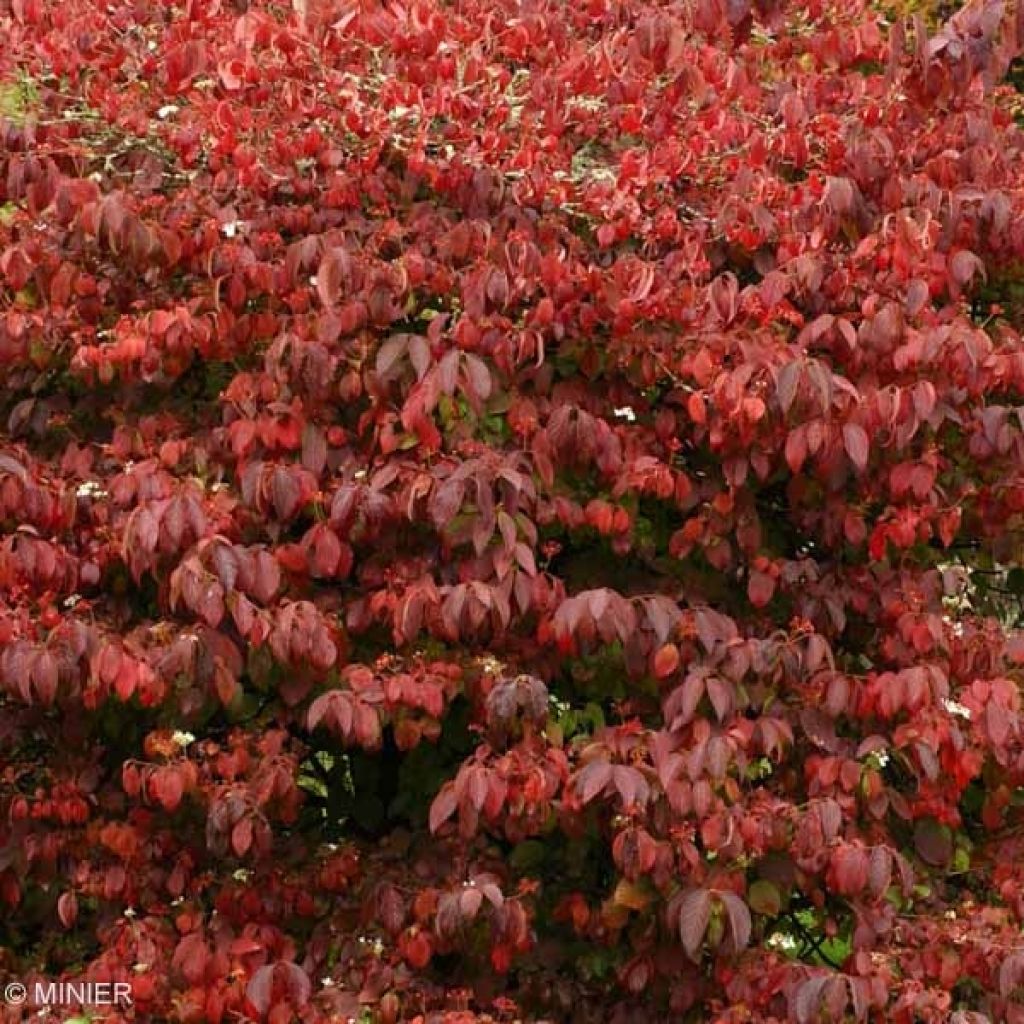 Japanischer Schneeball Mariesii Great Star - Viburnum plicatum