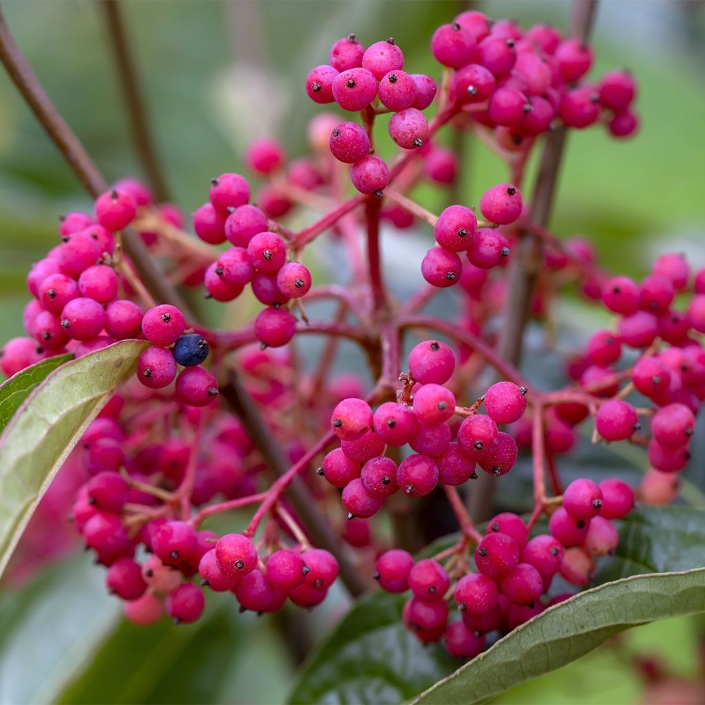 Schneeball Brandywine - Viburnum nudum