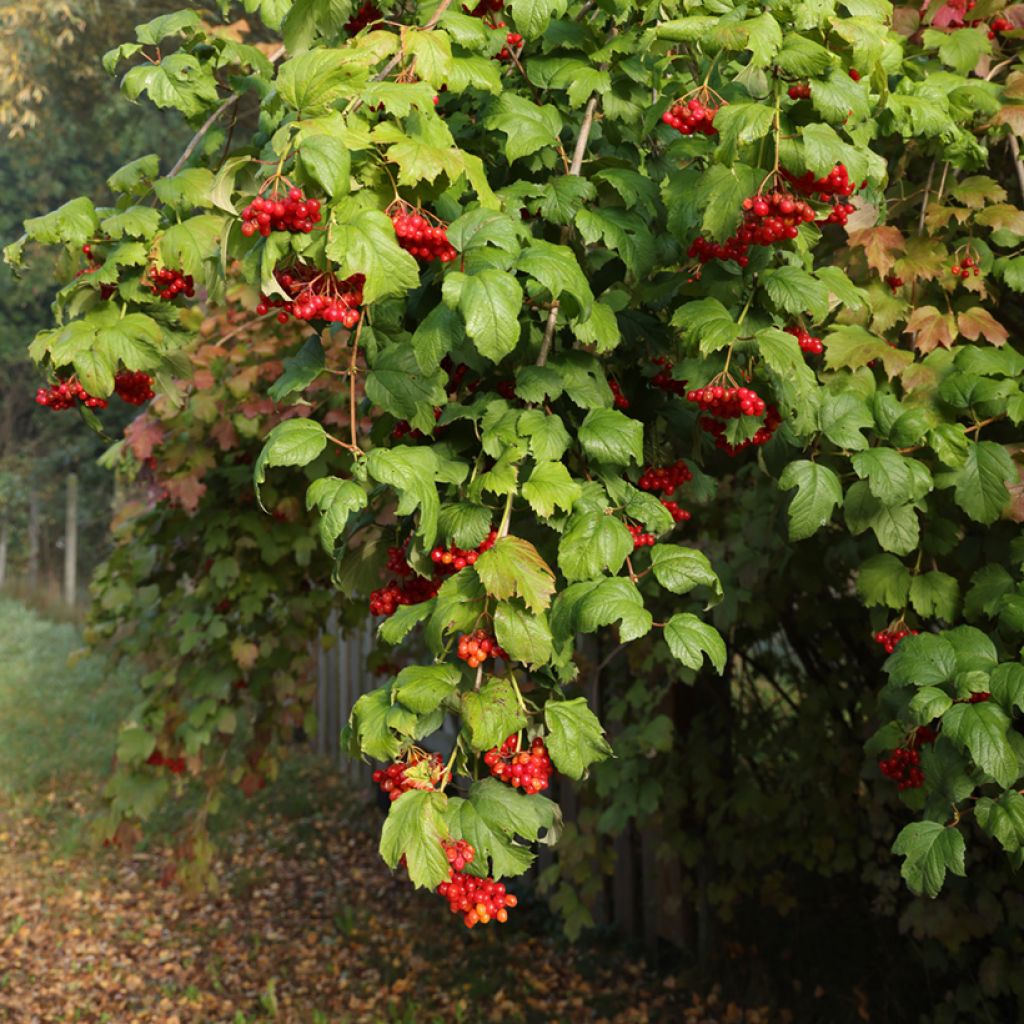 Gewöhnlicher Schneeball Tajożnyje Rubiny - Viburnum opulus