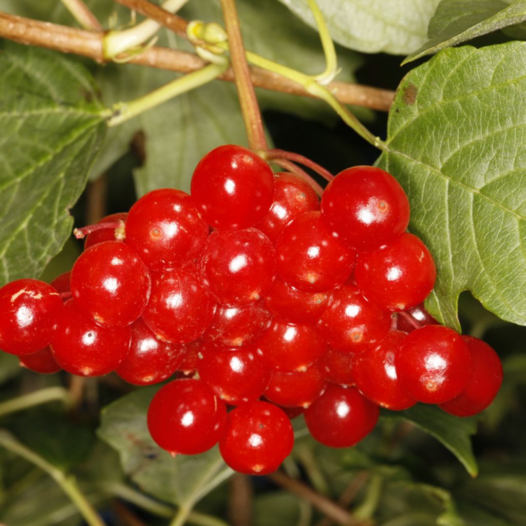 Gewöhnlicher Schneeball Tajożnyje Rubiny - Viburnum opulus