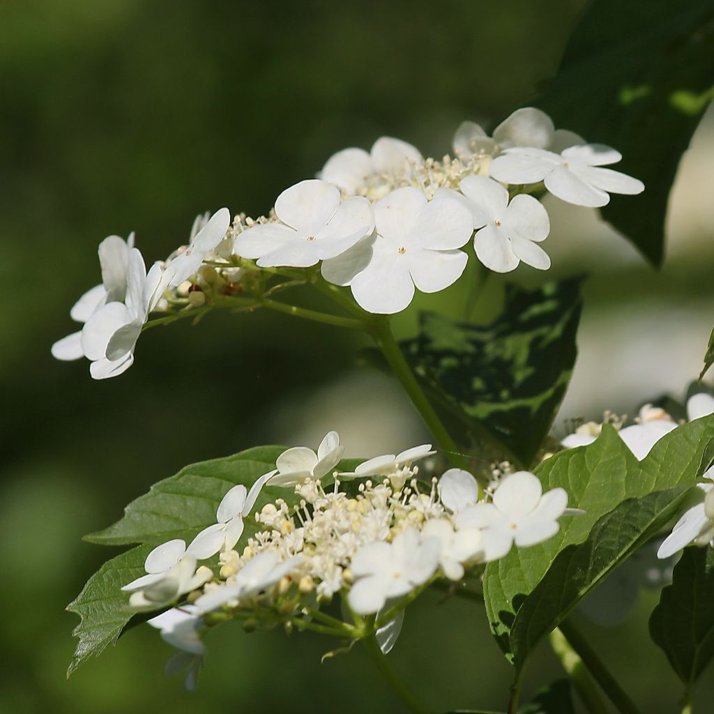 Gewöhnlicher Schneeball - Viburnum opulus