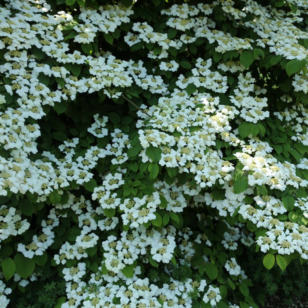 Japanischer Schneeball f. tomentosum Cascade - Viburnum plicatum