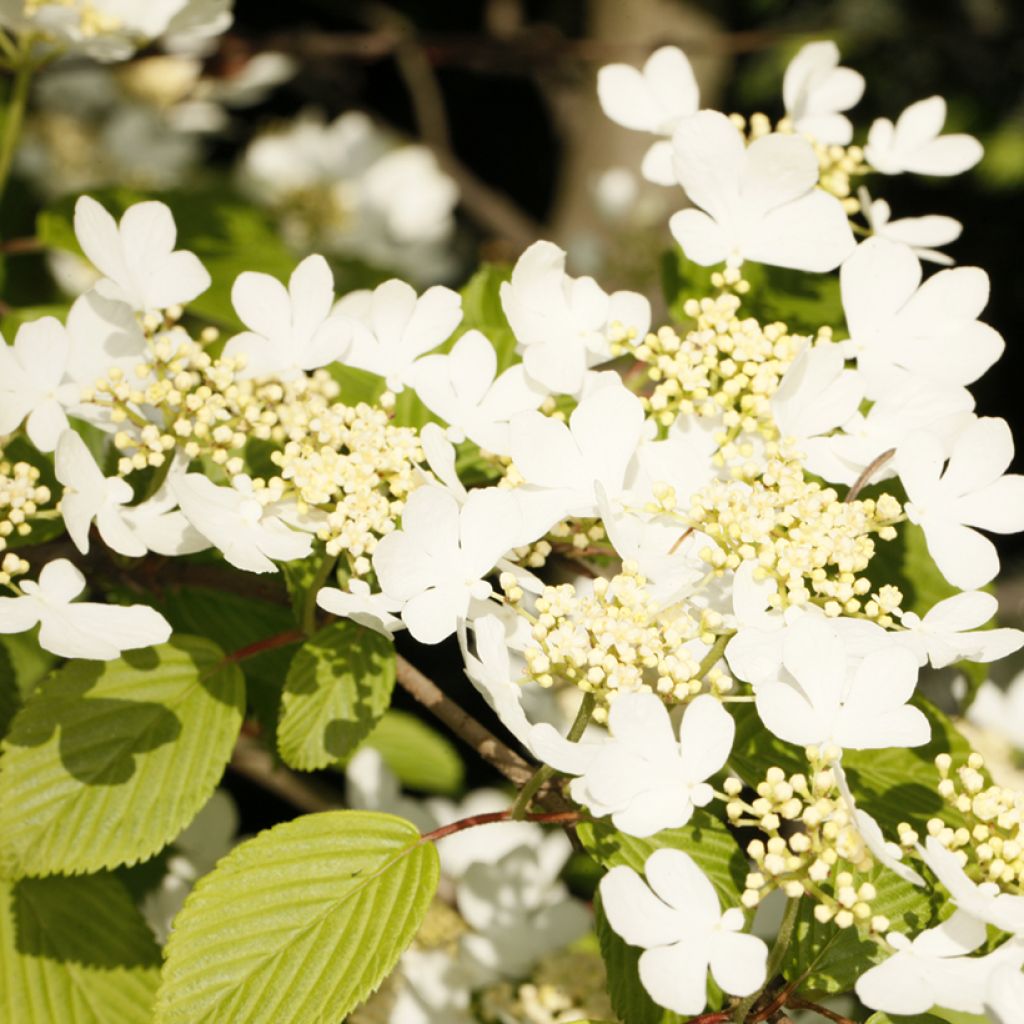 Japanischer Schneeball f. tomentosum Cascade - Viburnum plicatum