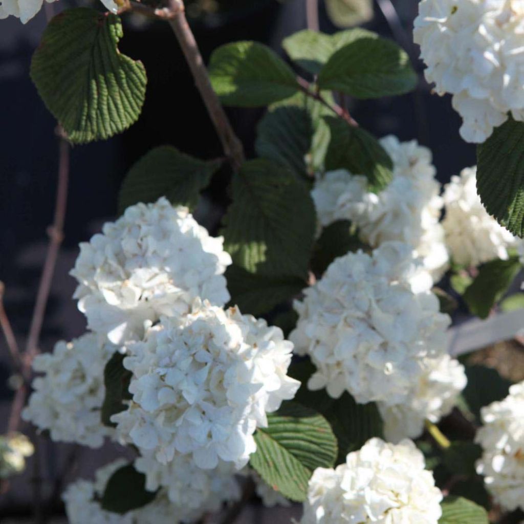 Japanischer Schneeball Grandiflorum Noble - Viburnum plicatum