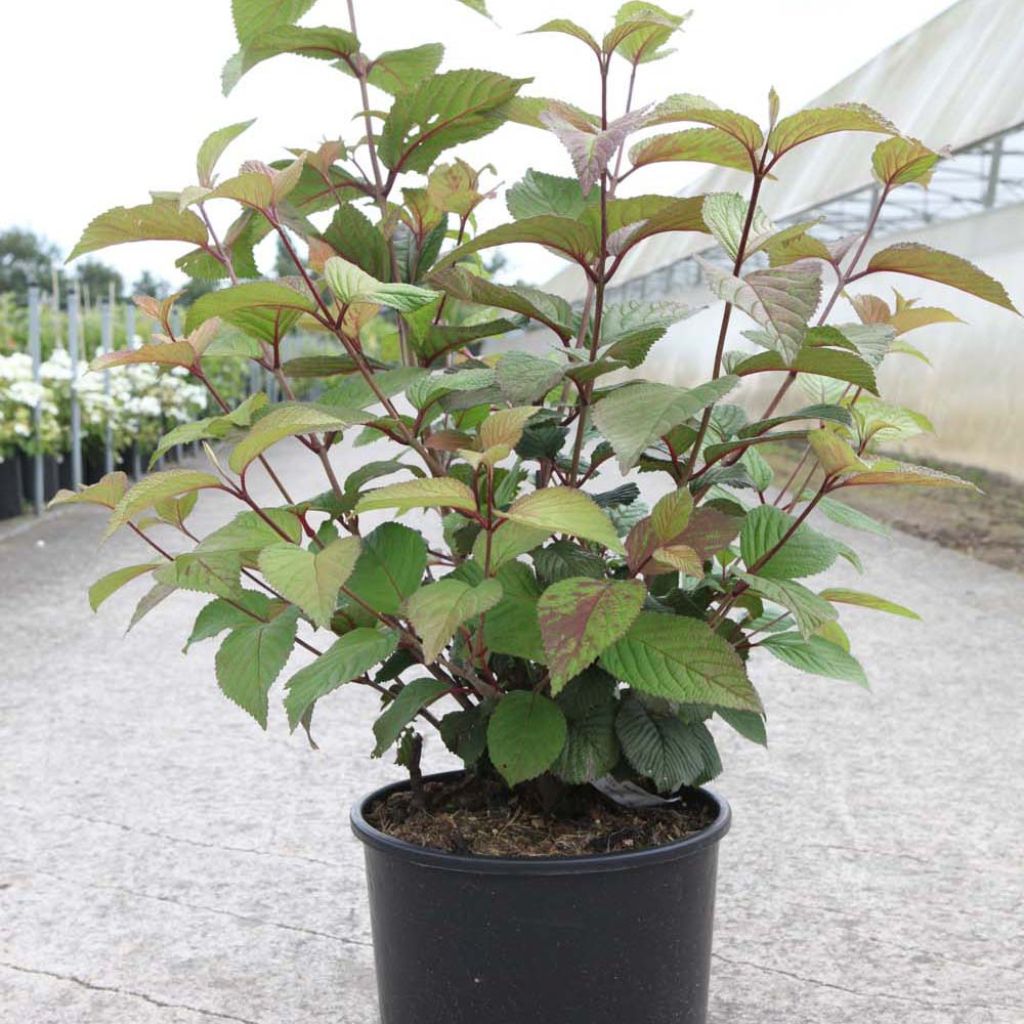 Japanischer Schneeball Grandiflorum Noble - Viburnum plicatum