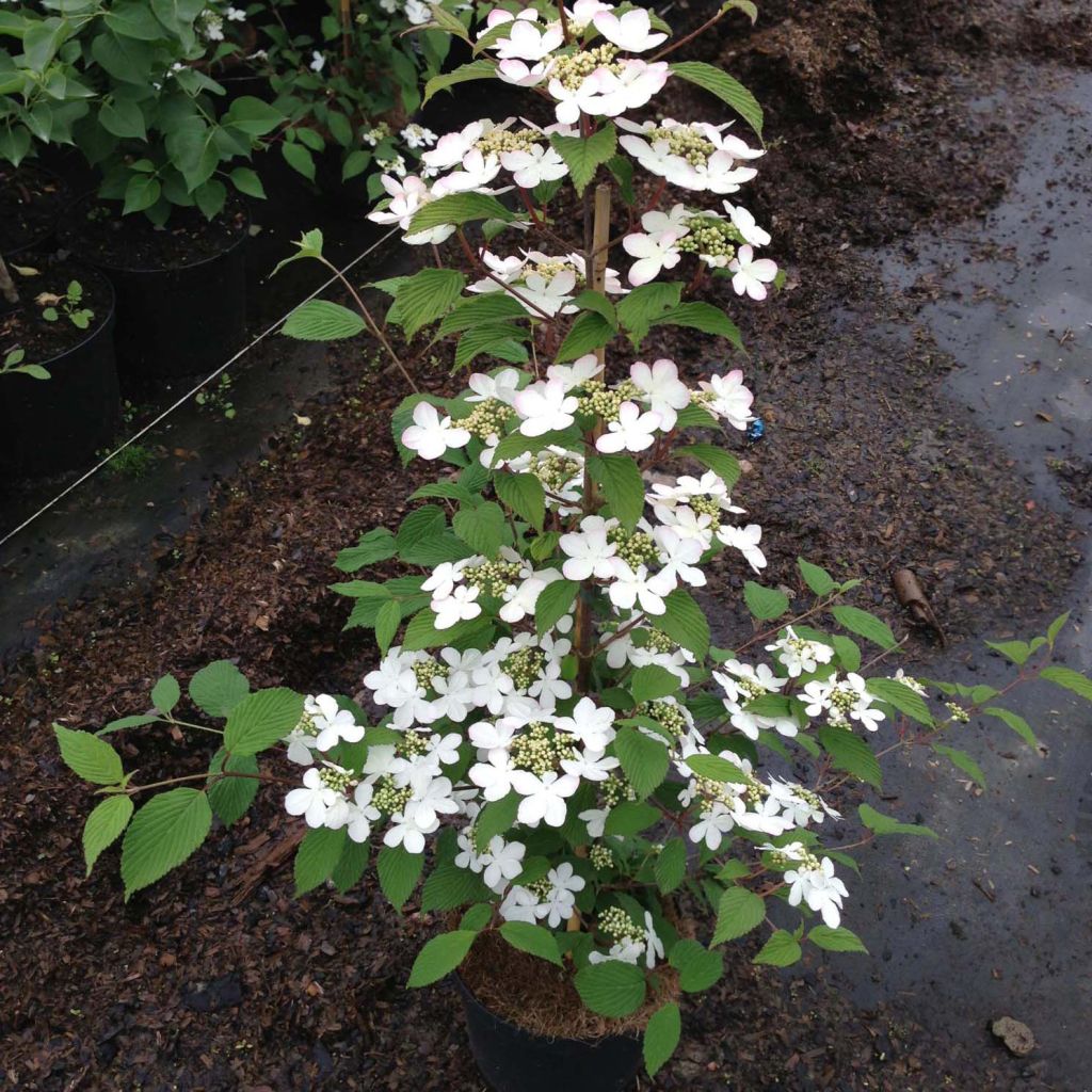 Viburnum plicatum Kilimanjaro Sunrise - Viorne de Chine.