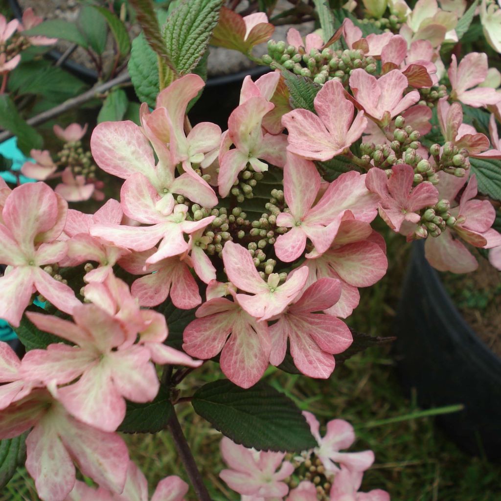 Japanischer Schneeball Molly Schroeder - Viburnum plicatum f. tomentosum