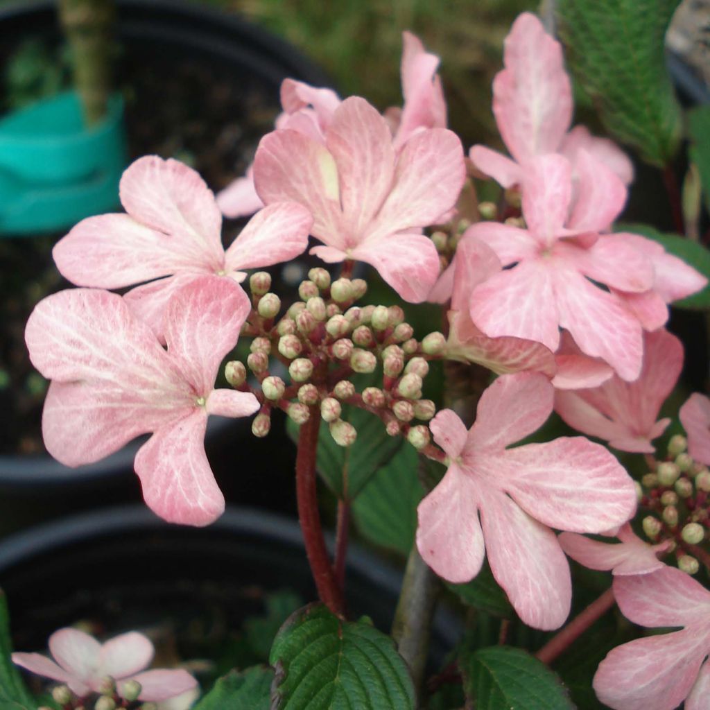 Viburnum plicatum Molly Schroeder - Viorne de Chine