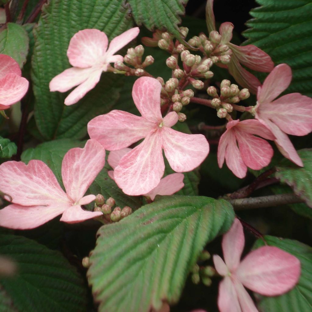 Viburnum plicatum Molly Schroeder - Viorne de Chine