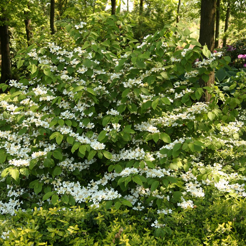 Japanischer Schneeball St Keverne - Viburnum plicatum