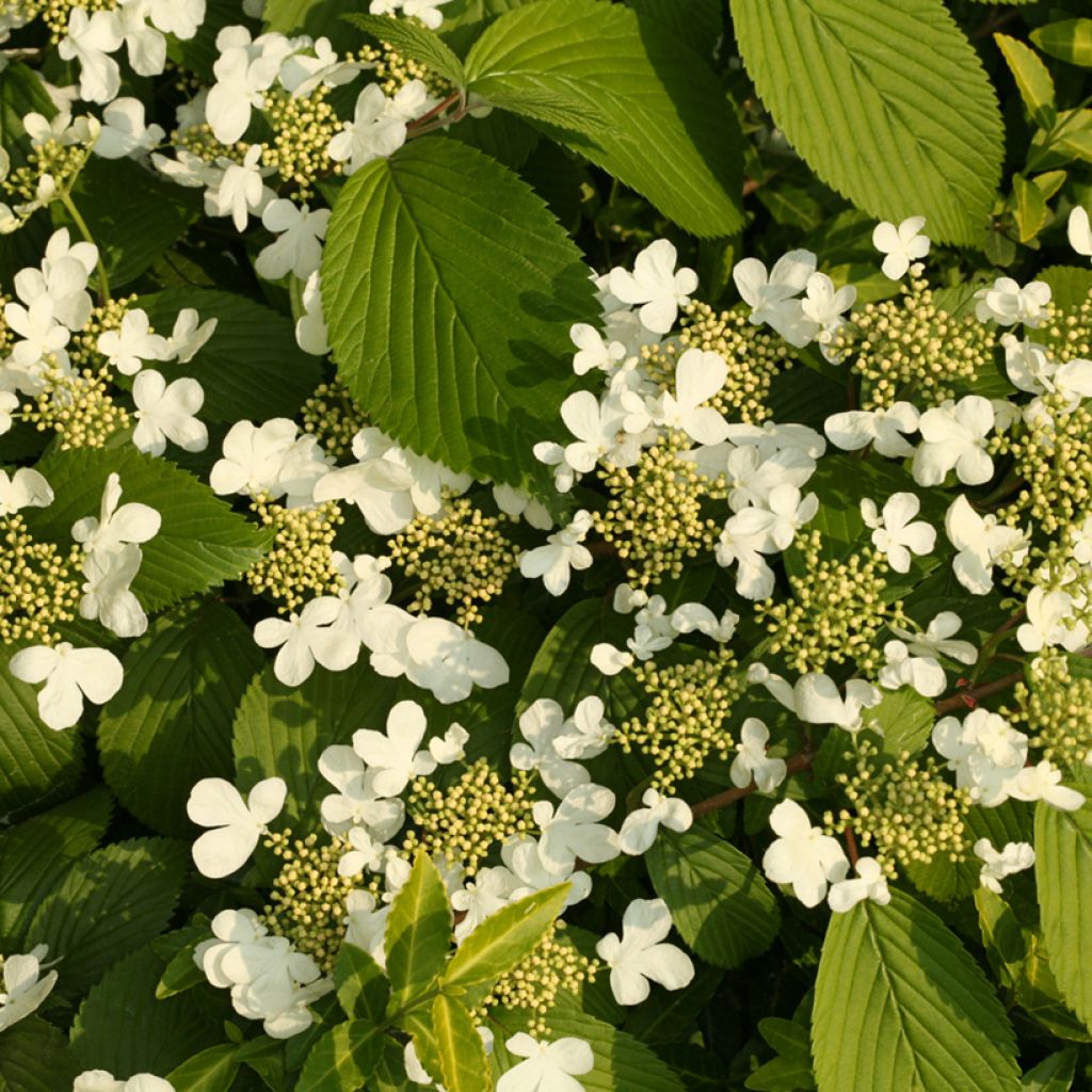 Japanischer Schneeball St Keverne - Viburnum plicatum