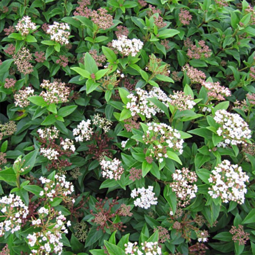 Lorbeerblättriger Schneeball Eve Price - Viburnum tinus