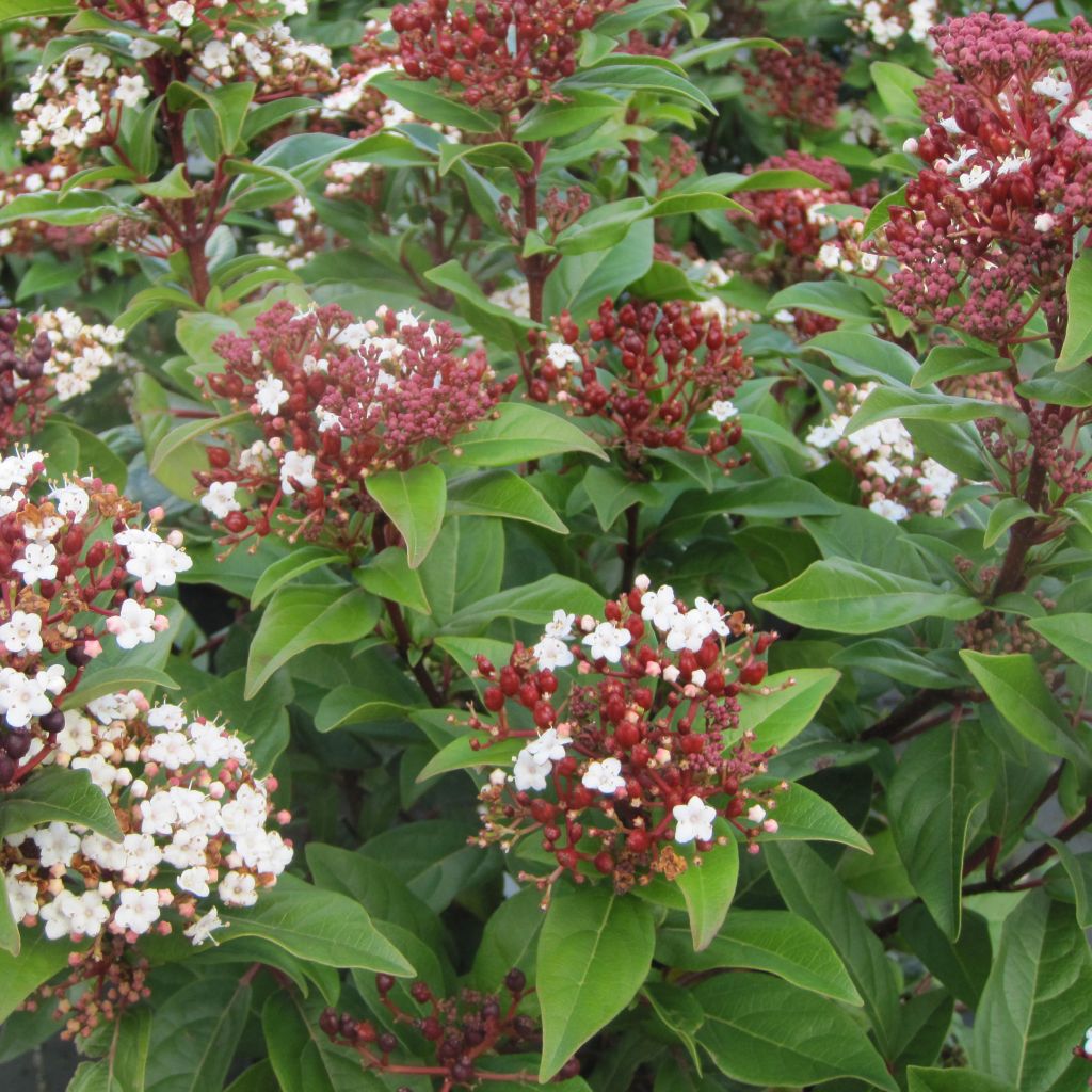 Lorbeerblättriger Schneeball Lisarose - Viburnum tinus