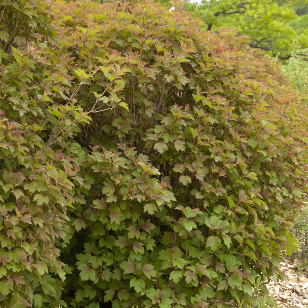 Amerikanischer Schneeball Bailey Compact - Viburnum trilobum