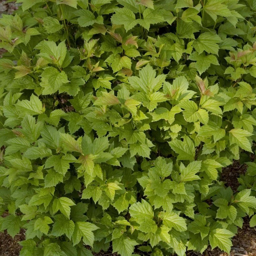 Viorne trilobée - Viburnum trilobum Bailey Compact®