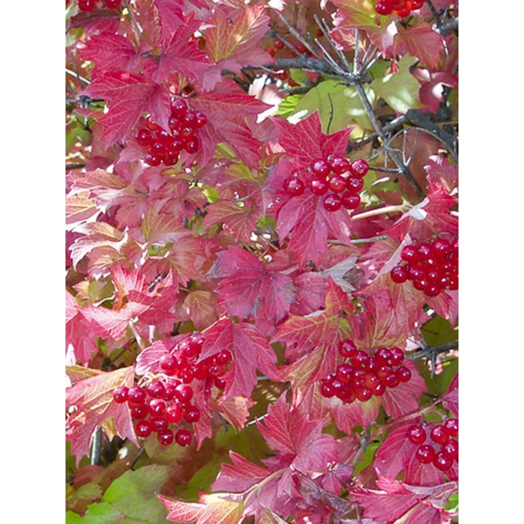 Amerikanischer Schneeball Spring Red Compact - Viburnum trilobum