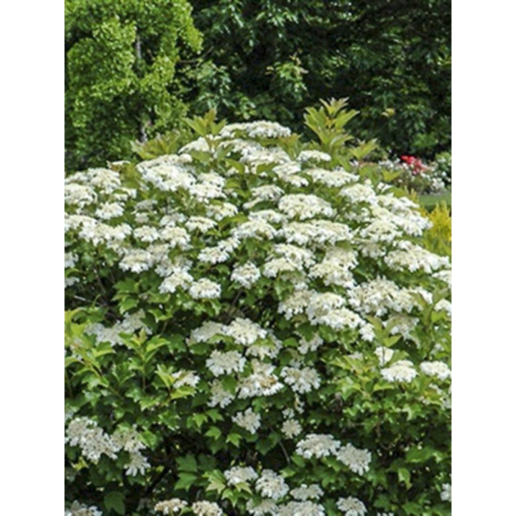 Amerikanischer Schneeball Spring Red Compact - Viburnum trilobum