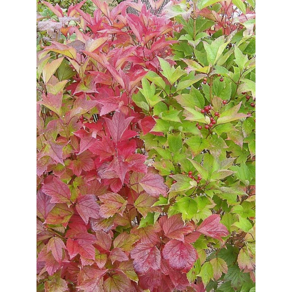 Amerikanischer Schneeball Spring Red Compact - Viburnum trilobum