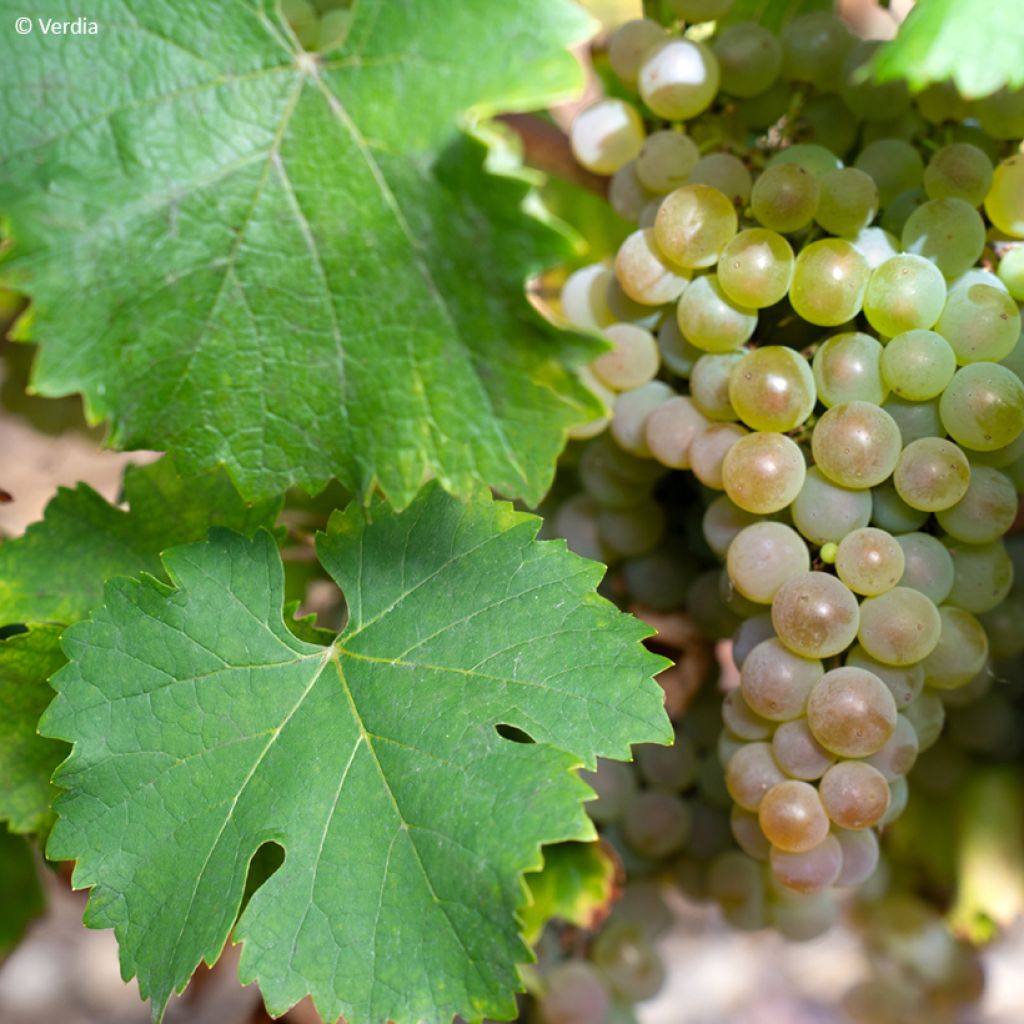 Weinrebe Nathy-Sauvignac Vign'Happy Fruitality