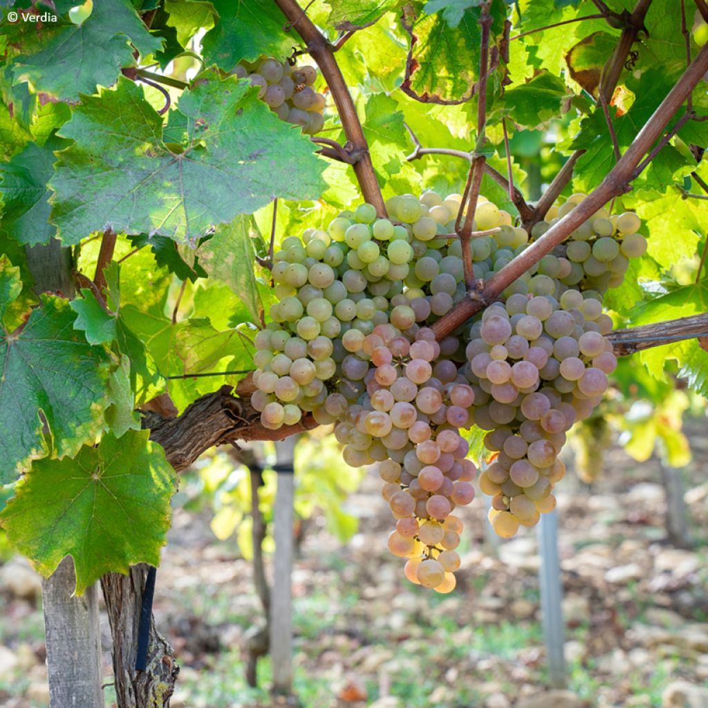 Weinrebe Nathy-Sauvignac Vign'Happy Fruitality