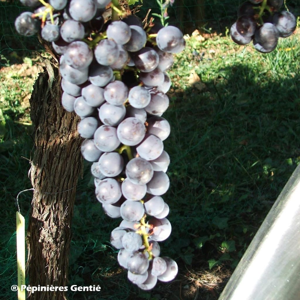 Weinrebe Noir Hâtif de Marseille