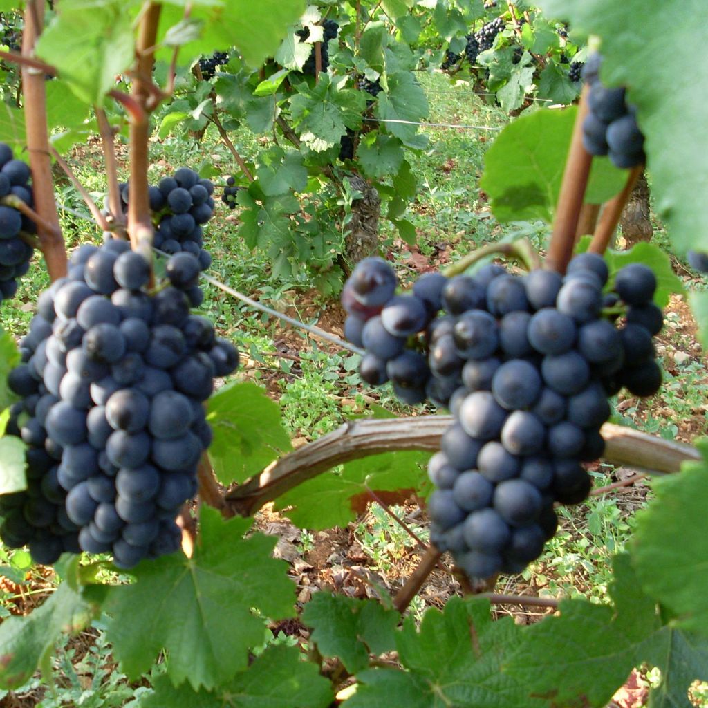 Weinrebe Pinot Noir