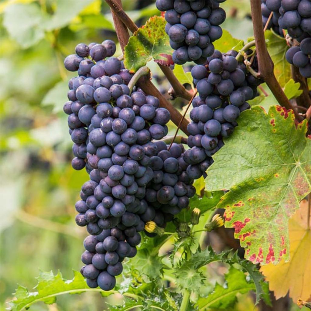 Vigne Pinot Noir