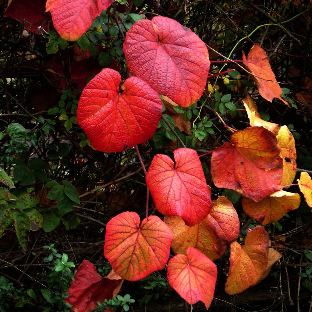 Vigne d'ornement - Vitis coignetiae Sunning Dale livré en hauteur 80/120 cm en pot de 3l/4l