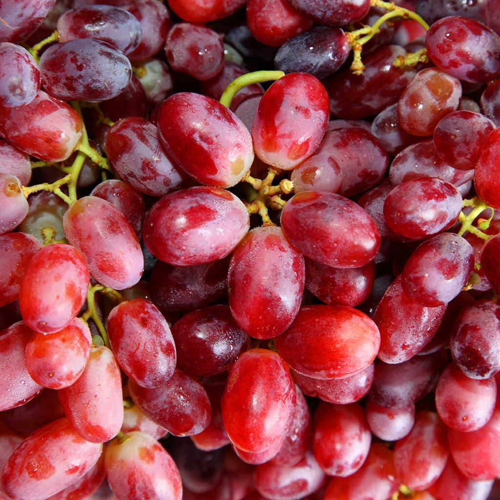 Vigne de table Crimson Seedless - Vitis vinifera  