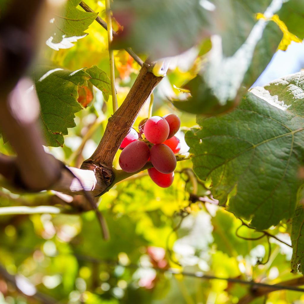 Weinrebe Crimson Seedless