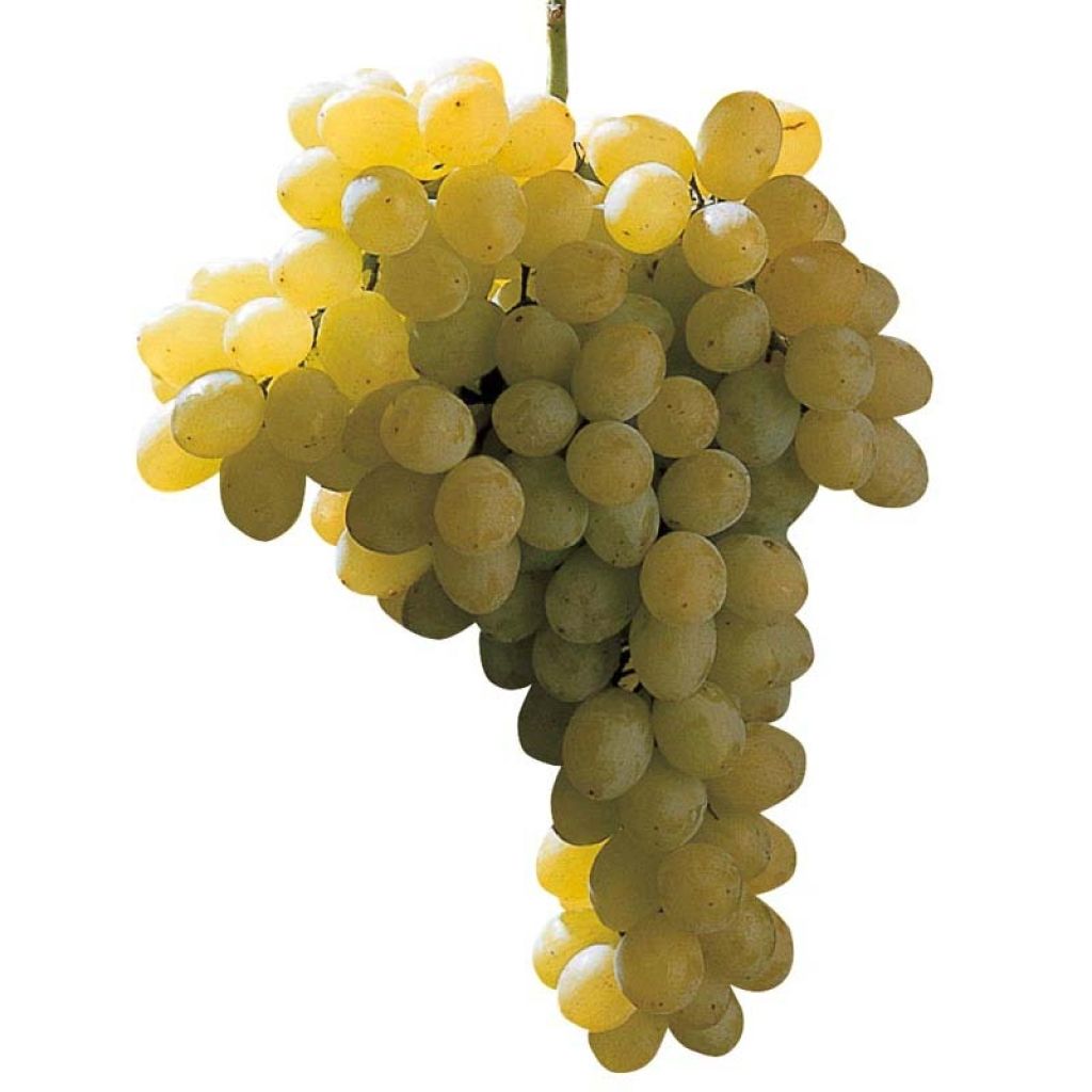 Weinrebe Sultanina Bianca (Thomson seedless)