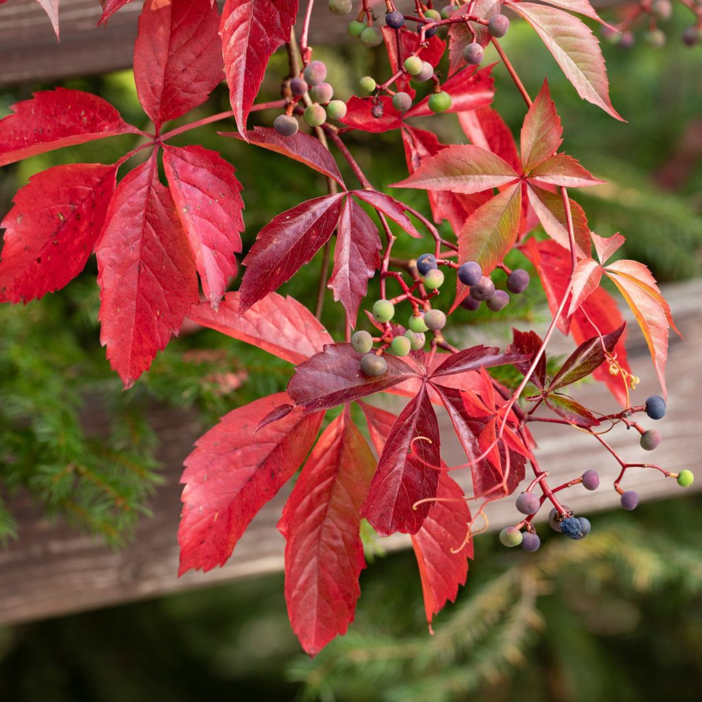 Gewöhnliche Jungfernrebe - Parthenocissus viteacea