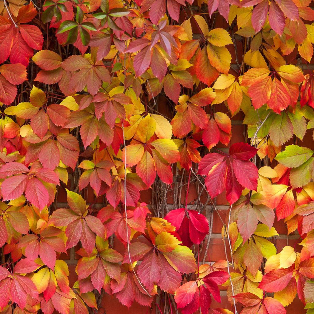 Gewöhnliche Jungfernrebe - Parthenocissus viteacea