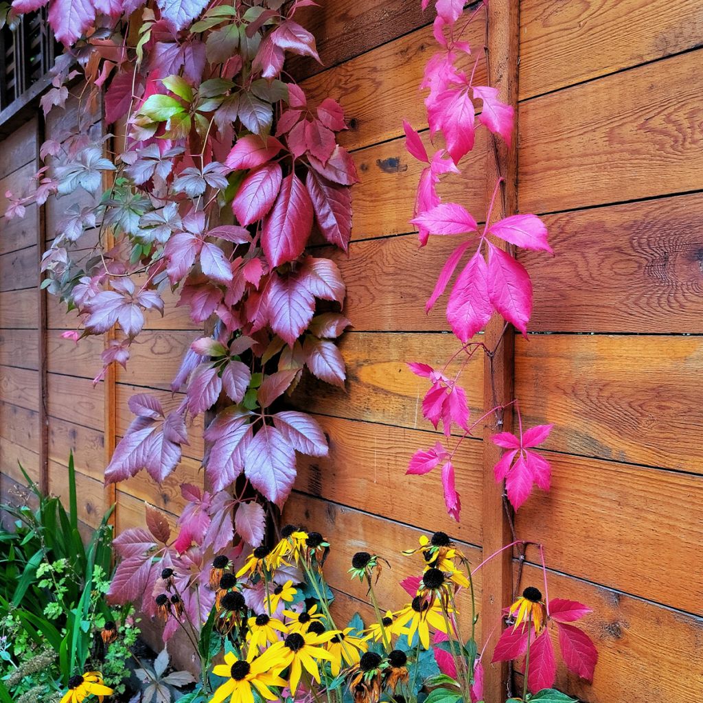 Gewöhnliche Jungfernrebe - Parthenocissus viteacea