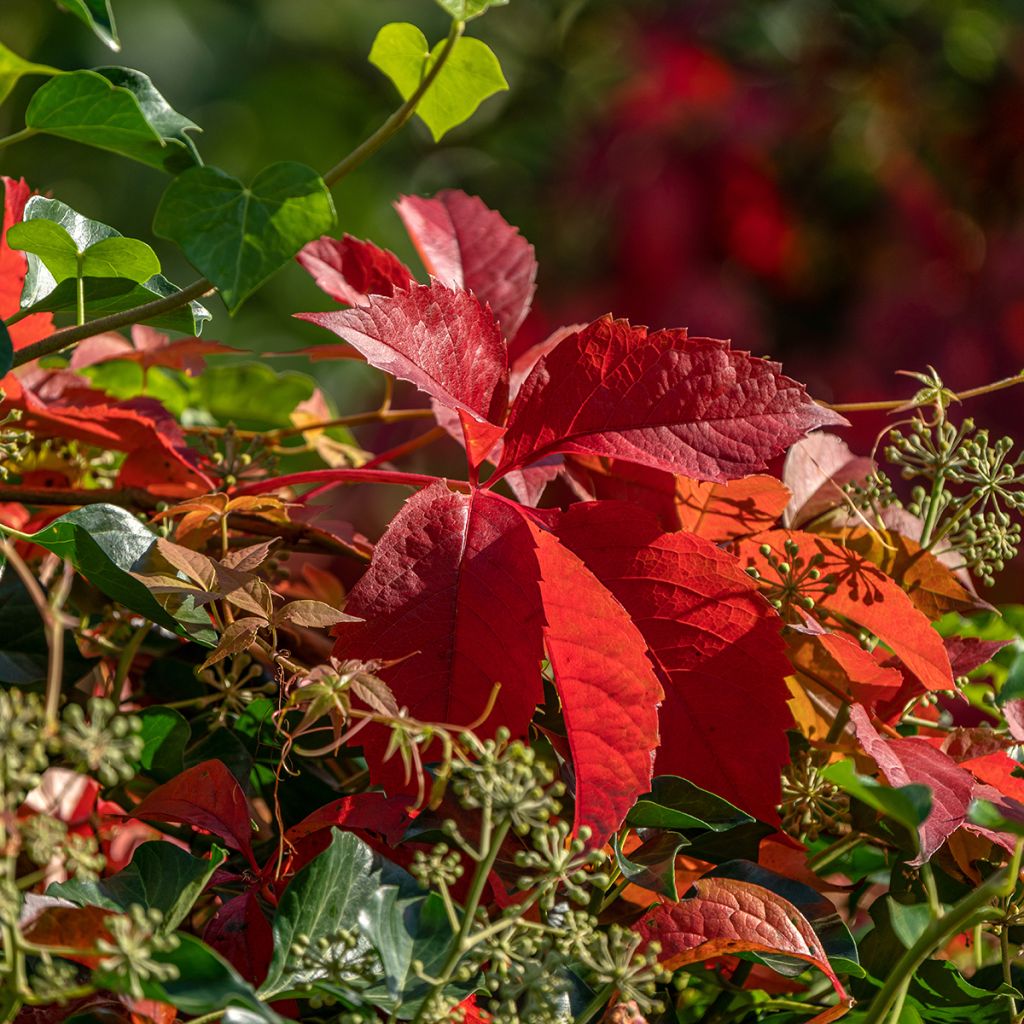 Gewöhnliche Jungfernrebe - Parthenocissus viteacea