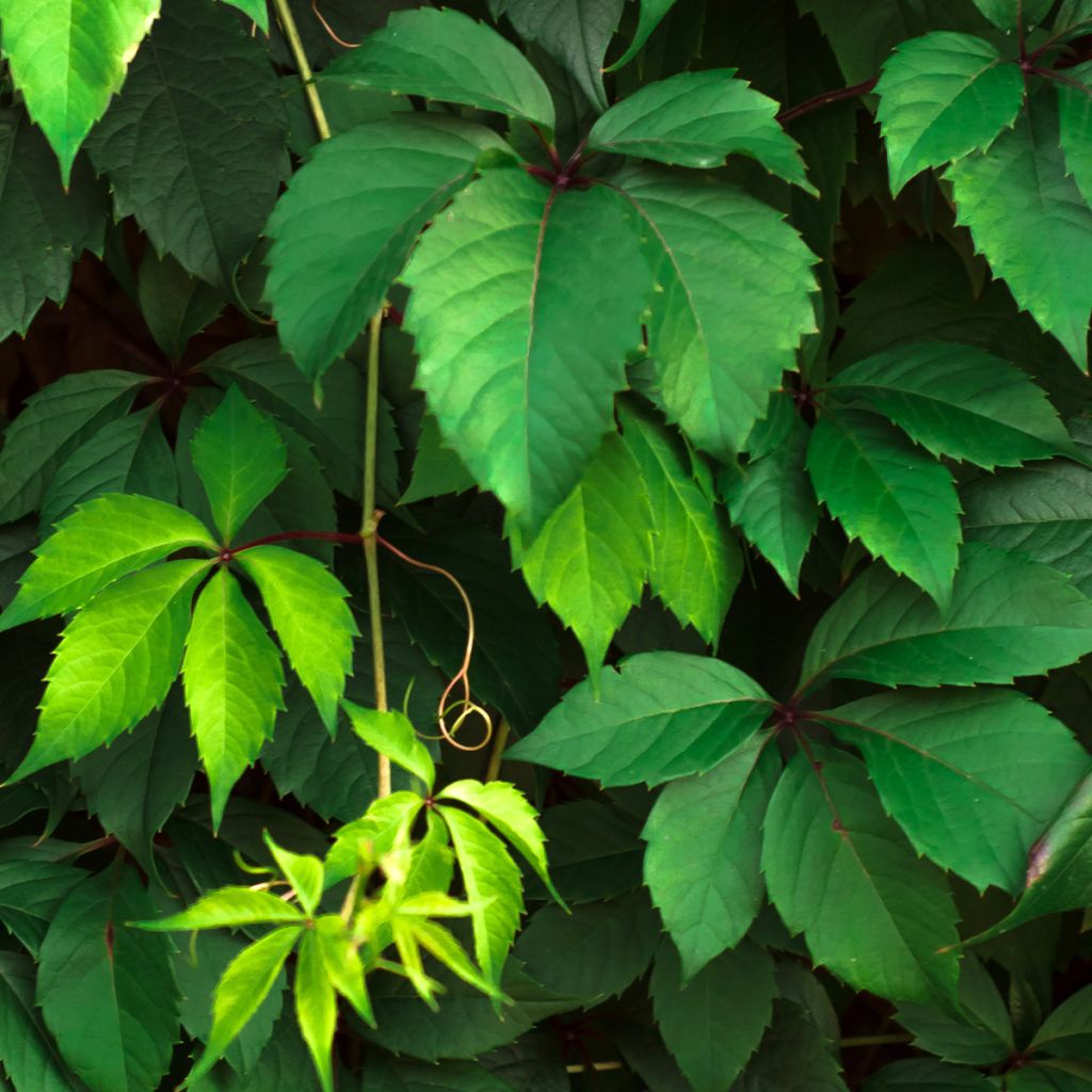 Gewöhnliche Jungfernrebe - Parthenocissus viteacea