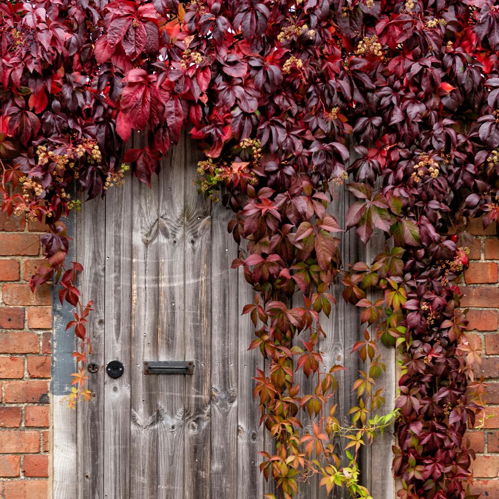 Gewöhnliche Jungfernrebe - Parthenocissus viteacea