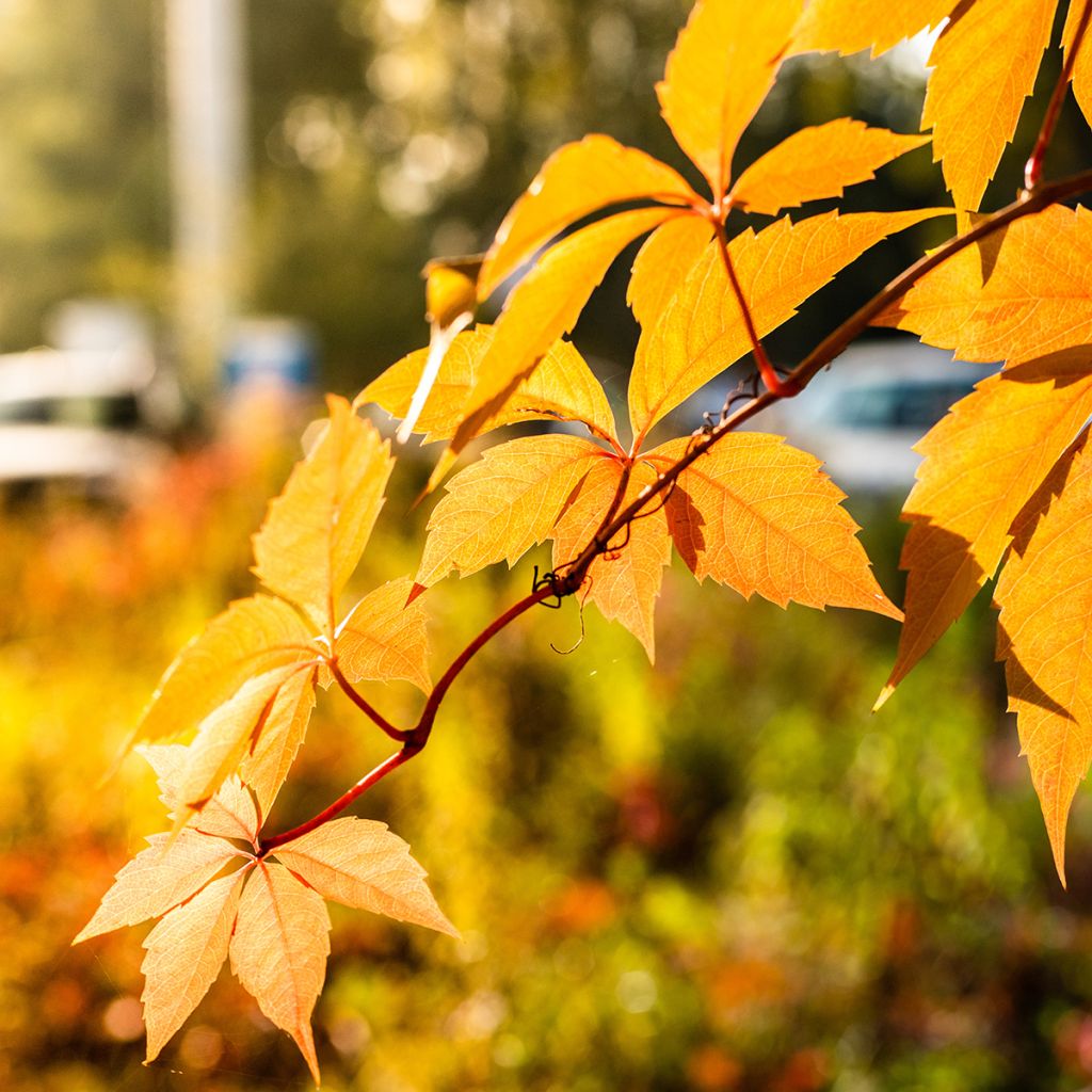 Wilder Wein Yellow Wall - Parthenocissus quinquefolia