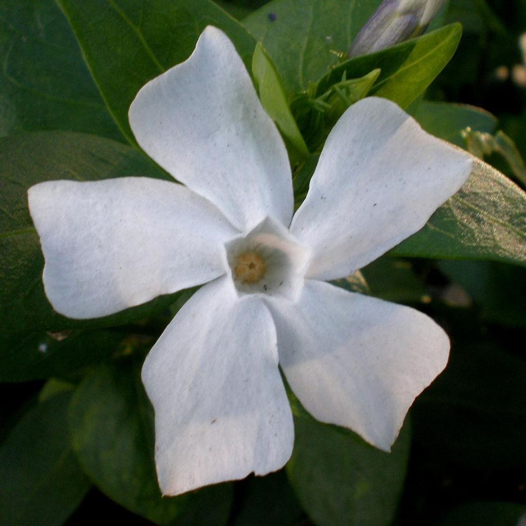 Mittleres Immergrün - Vinca difformis