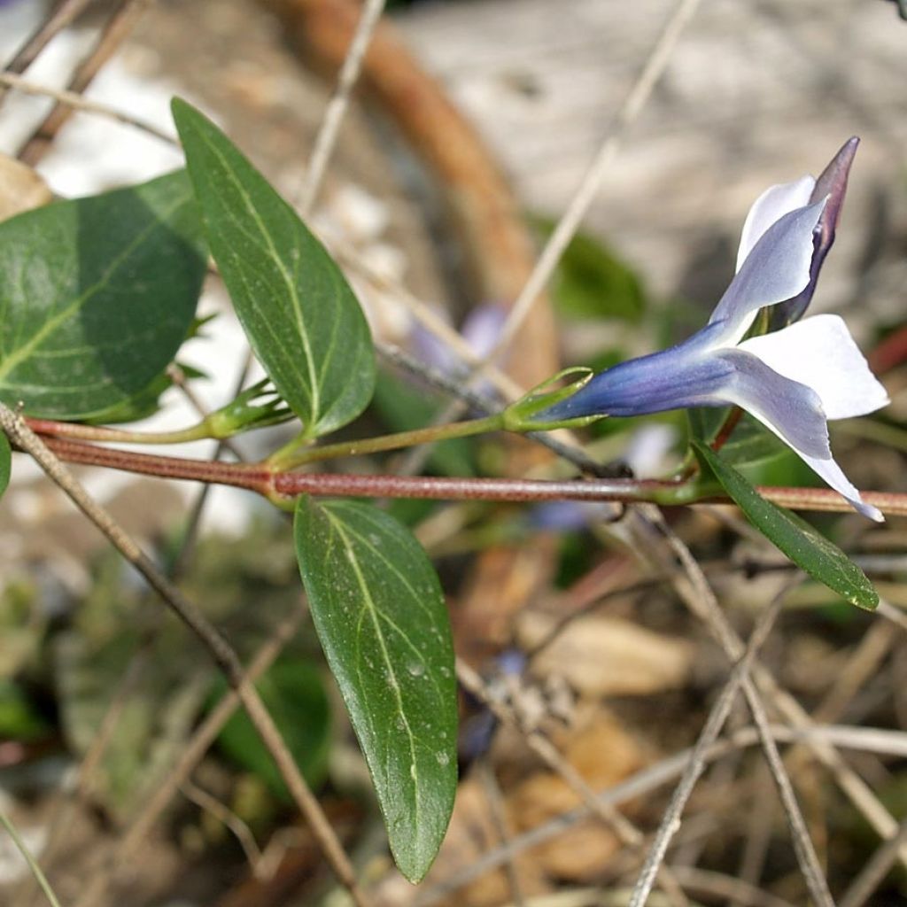 Mittleres Immergrün - Vinca difformis