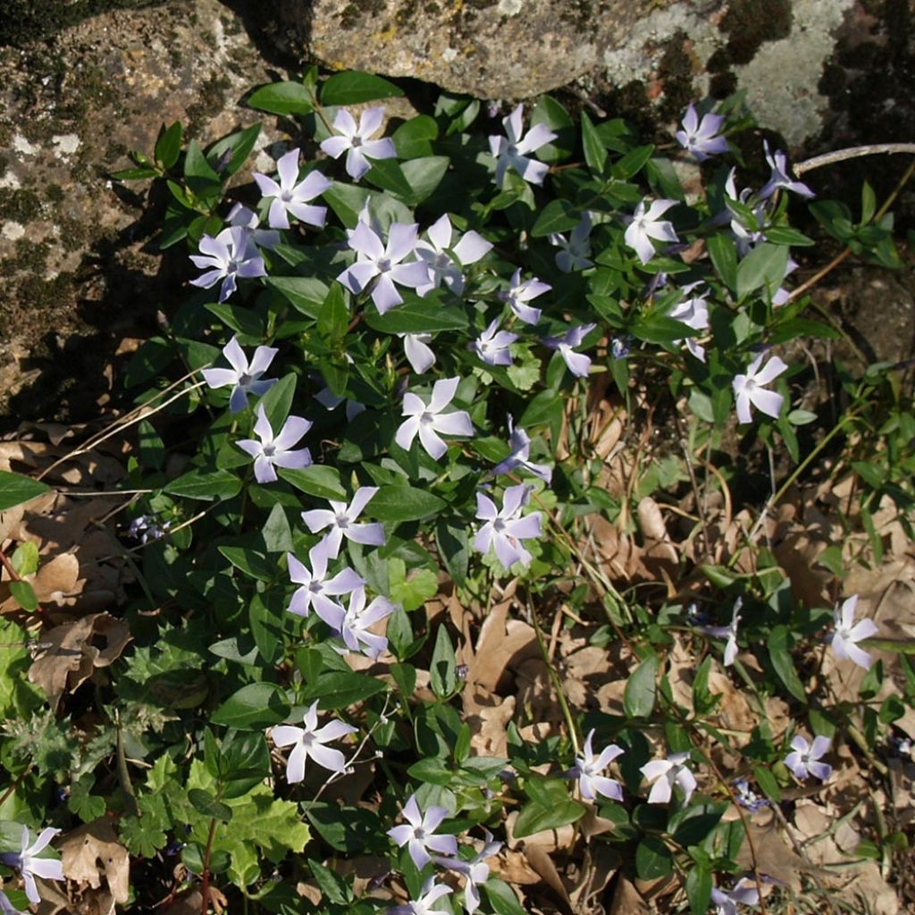 Mittleres Immergrün - Vinca difformis