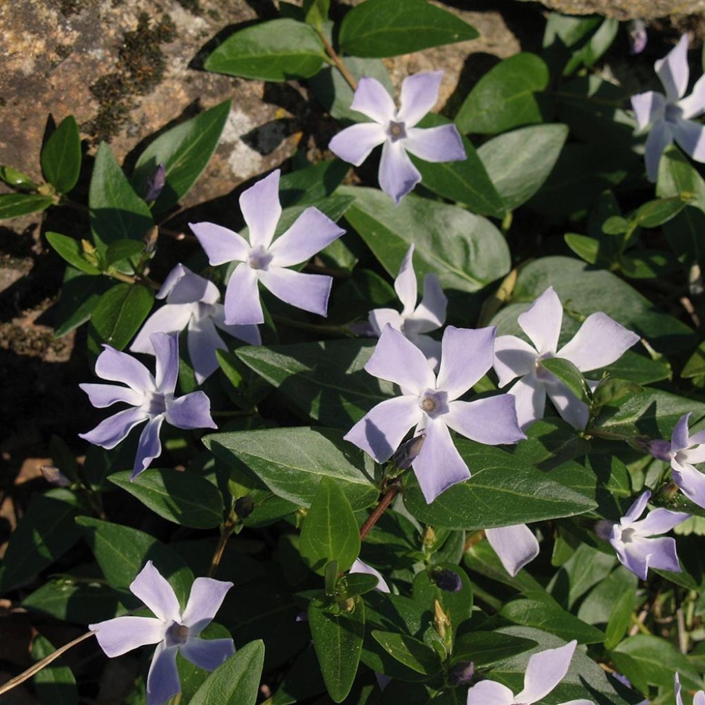 Mittleres Immergrün - Vinca difformis