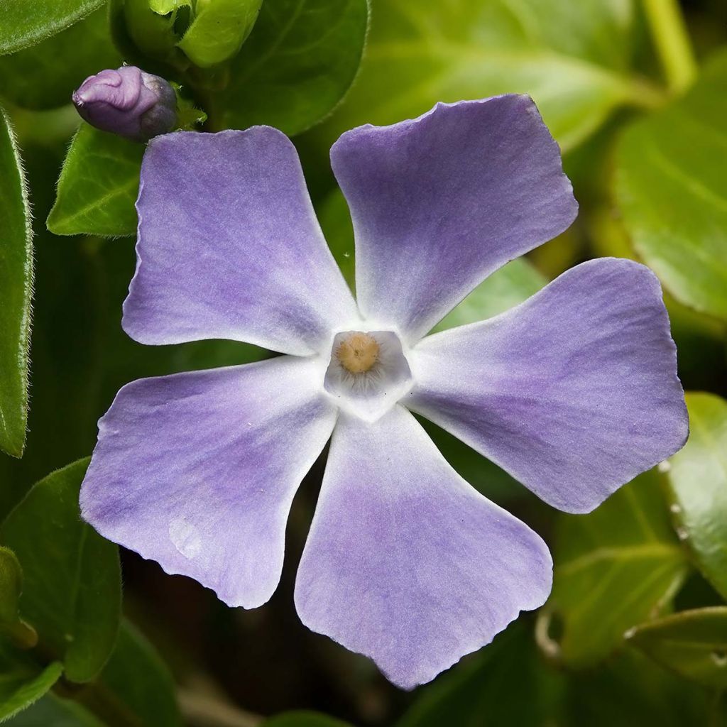 Großes Immergrün - Vinca major