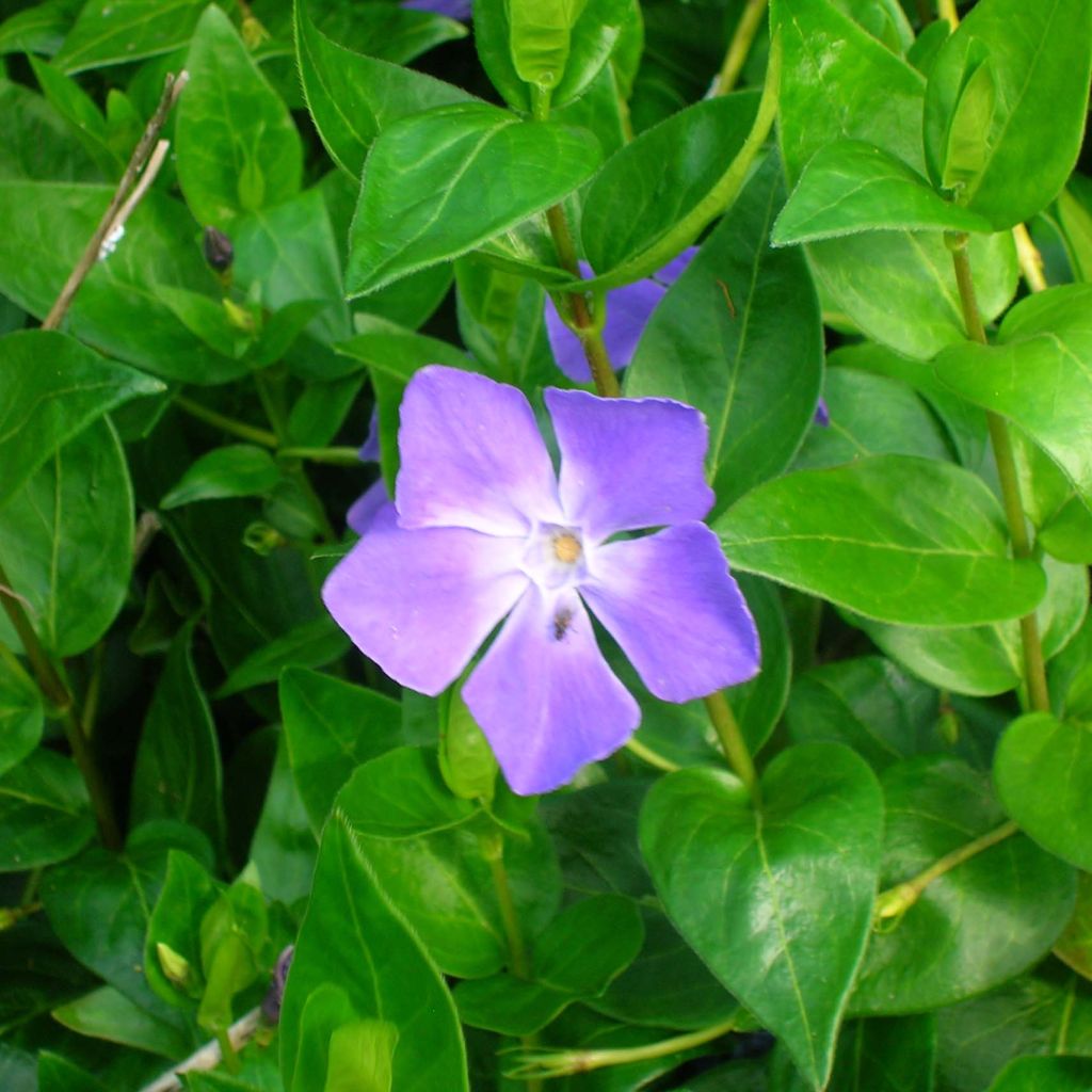 Großes Immergrün - Vinca major