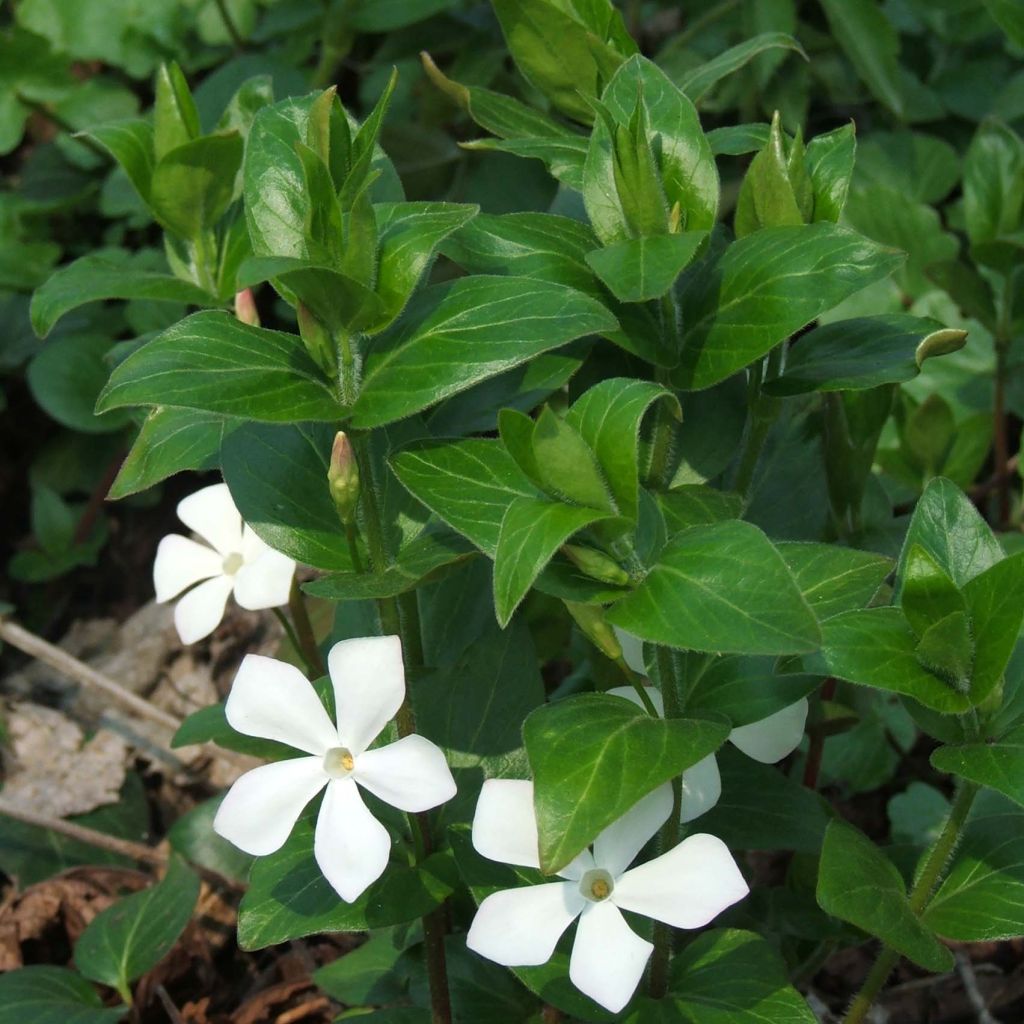 Großes Immergrün Alba - Vinca major