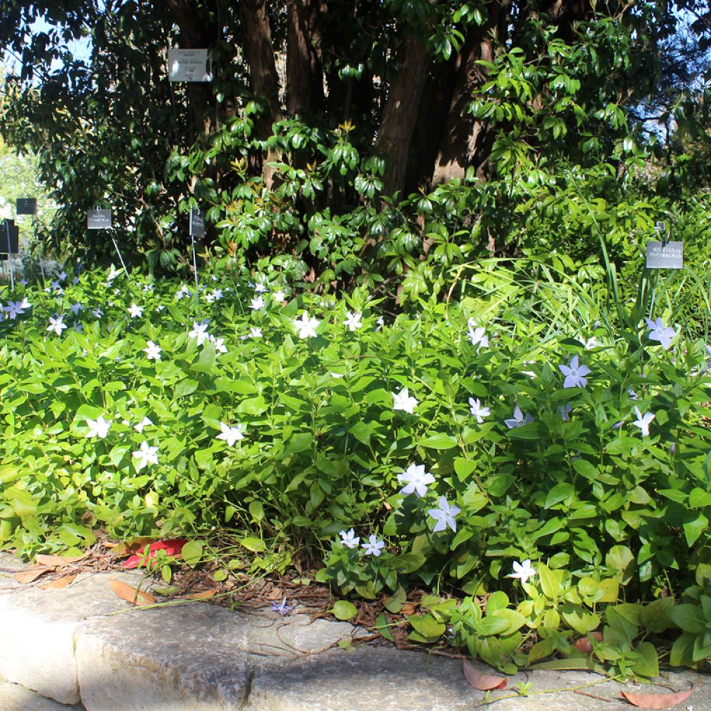 Großes Immergrün - Vinca major