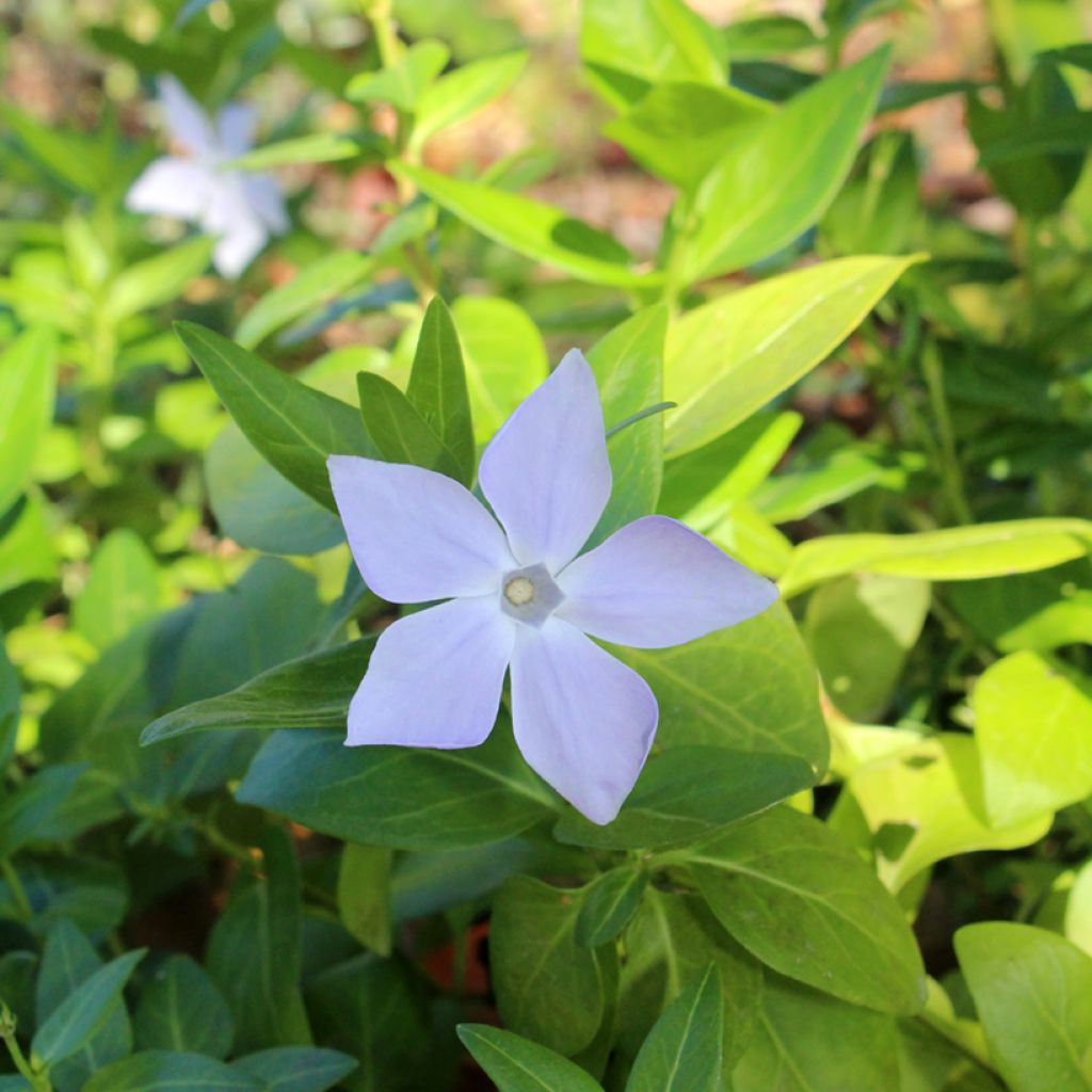 Großes Immergrün - Vinca major