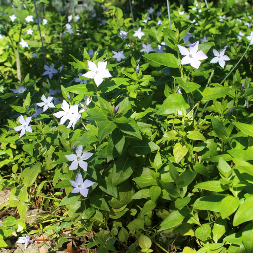 Großes Immergrün - Vinca major