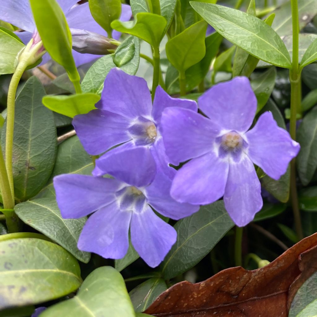 Großes Immergrün - Vinca major